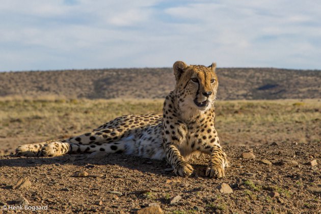 mannetjes cheetah