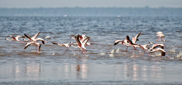 Over waterlopende flamingo's 