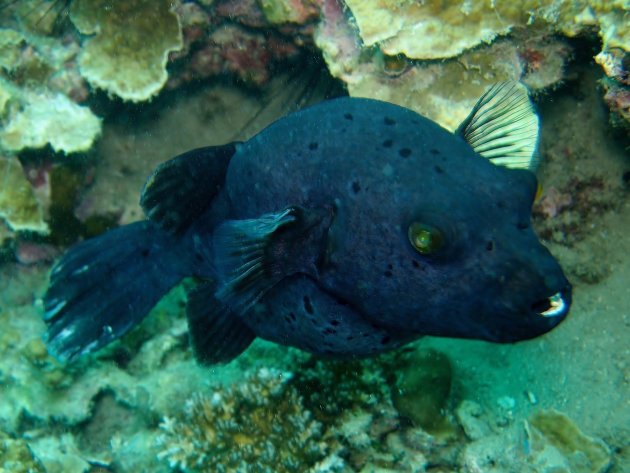 Dog-faced pufferfish
