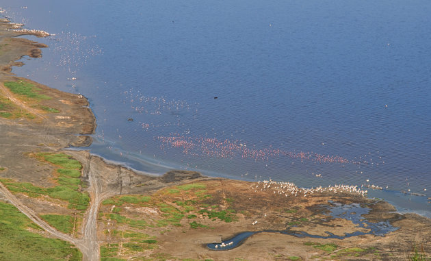 Lake Nakuru - tel de flamingo's en Pelikanen