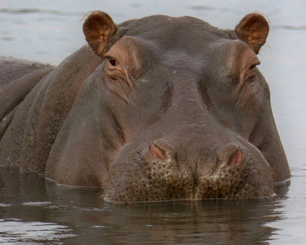 Hippo snuitje