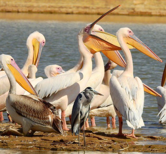 Reiger vs pelikanen.