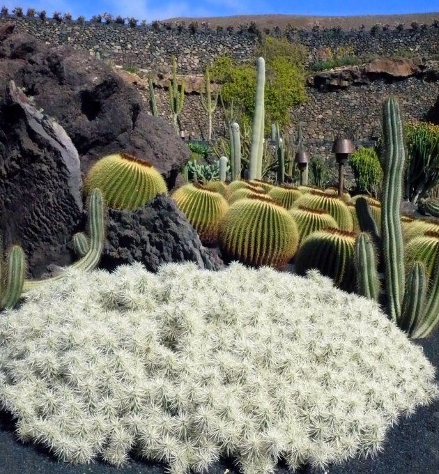 6000 cactussen