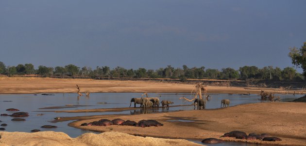 Luangwa river