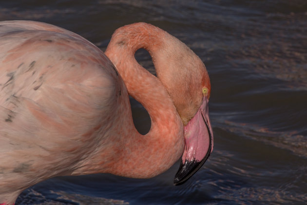 De lamellen van de flamingo