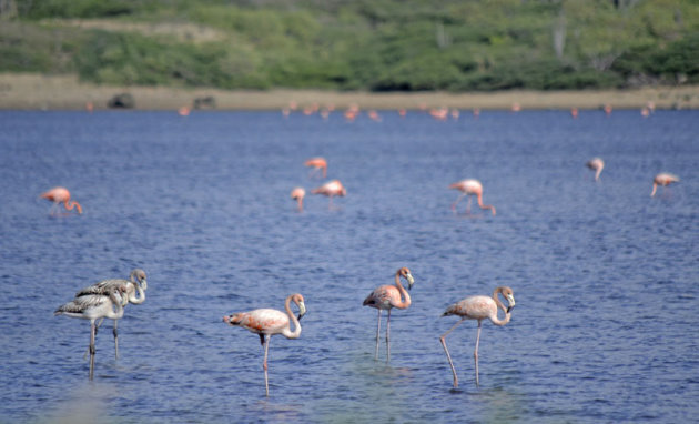 Flamingo's in het Washington Slagbaai National Park