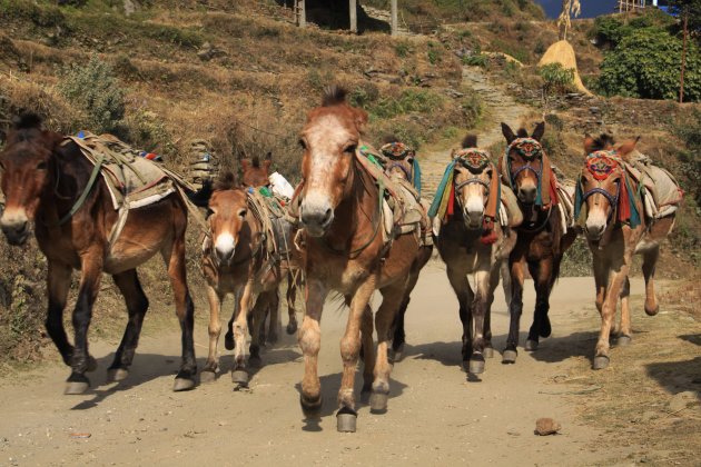 Het transport in de Himalaya 