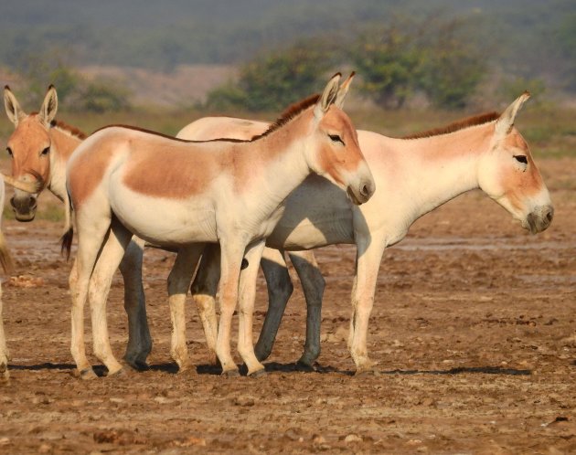 Wilde ezels in Gujarat. 