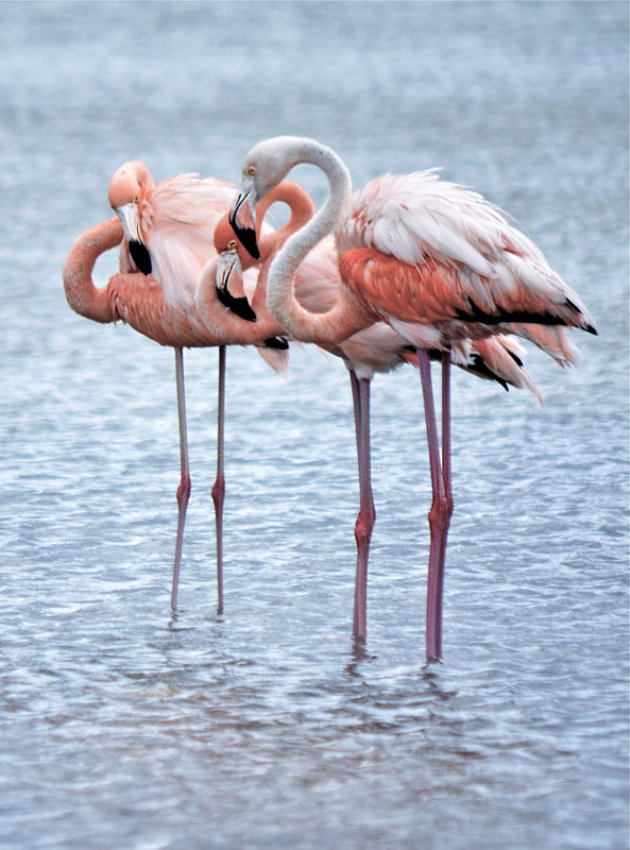 De Caribische flamingo