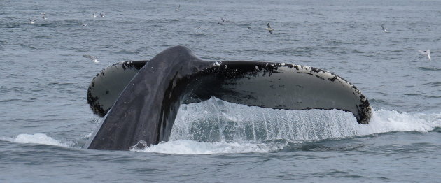 een must: walvissen spotten