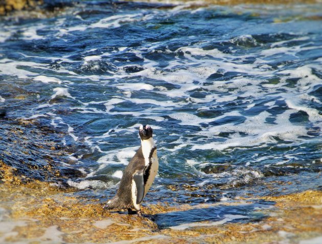 Pinguin aan t water
