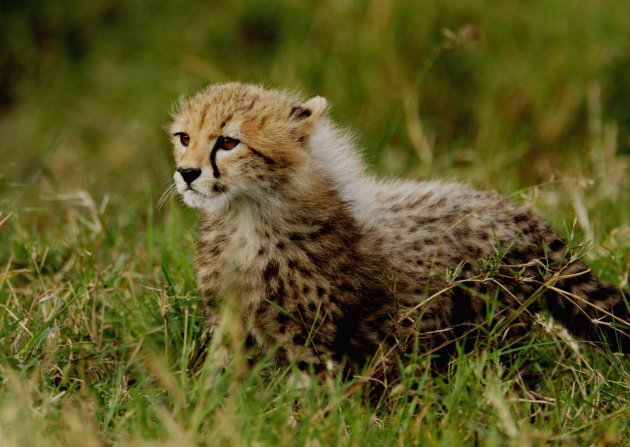  Jonge cheetah