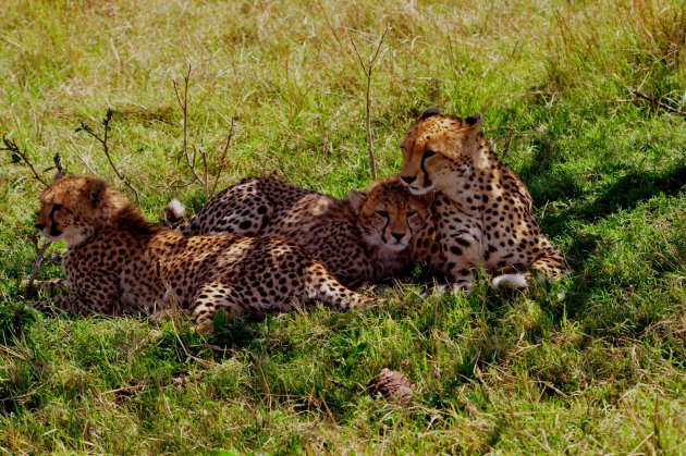  Familie Cheetah 