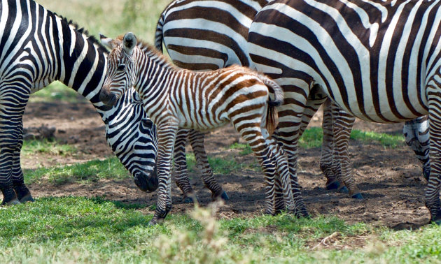 Kleine Zebra