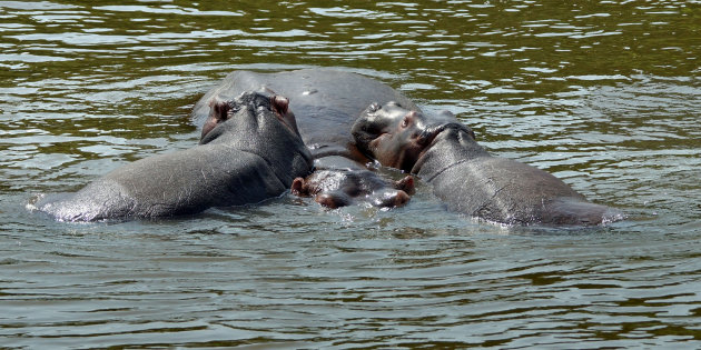 Nijlpaard tweeling in Murchison Falls