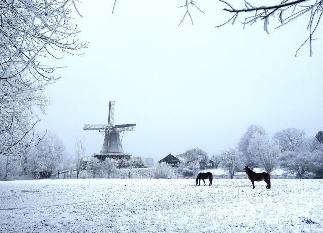 Paarden in sneeuwlandschap