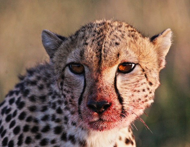 Op lettende cheetah