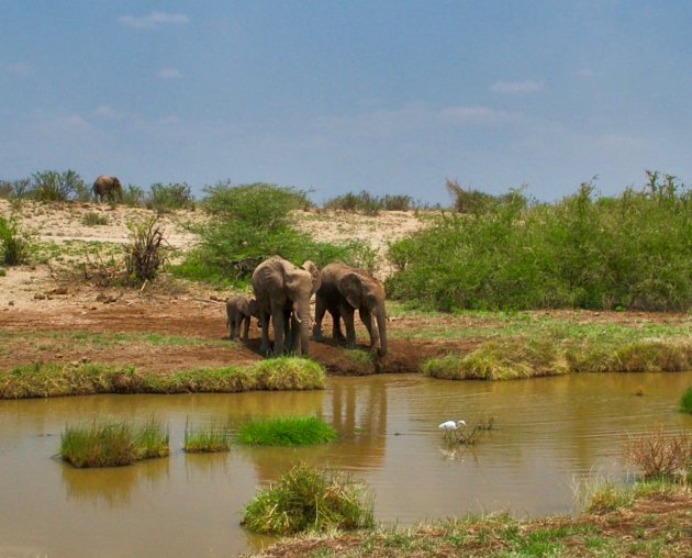 Dorstige olifanten familie