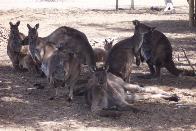 Parndana Wildlife Park - Kangaroo Island 