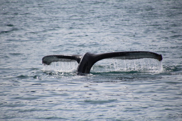 Het moment waarop je wacht: de duik en de staart van de Humpback Whale