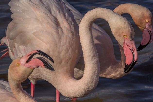Flamingo met babbels