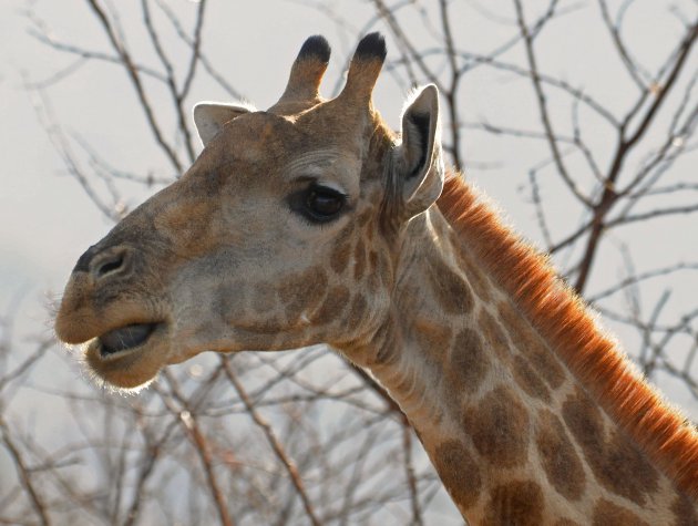 De tong van een Giraffe!