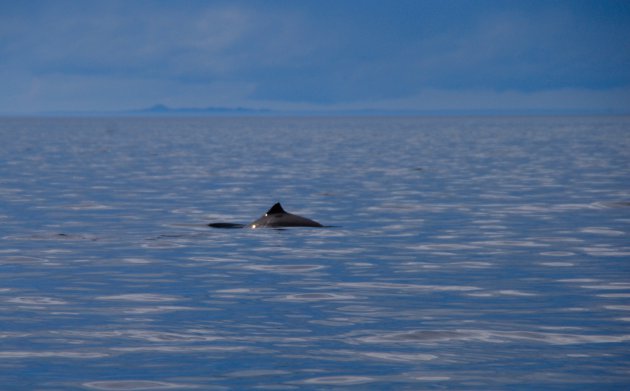 Dolfijnen voor de kust van Vancouver Island