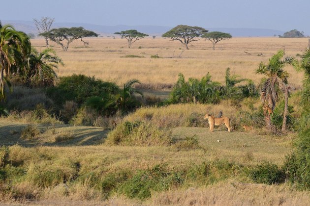 Oase in de Serengeti