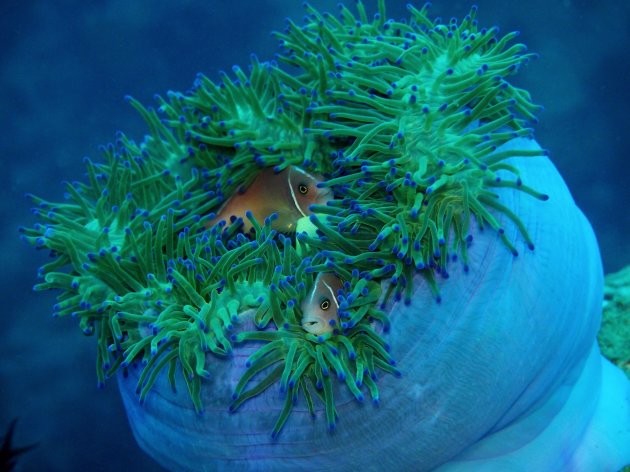 Amphiprion perideraion en z'n anemoontje