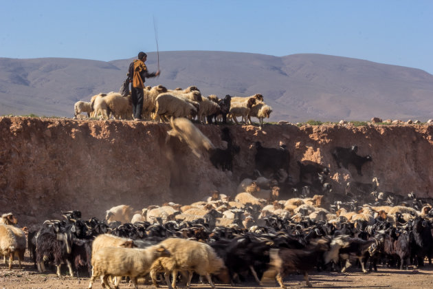 Herder in actie