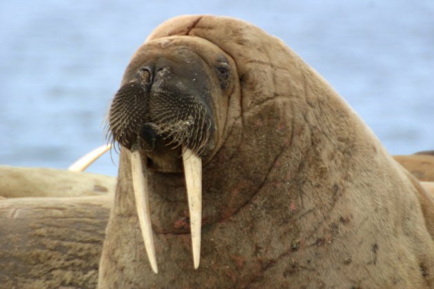 Walrussen in noord Spitsbergen