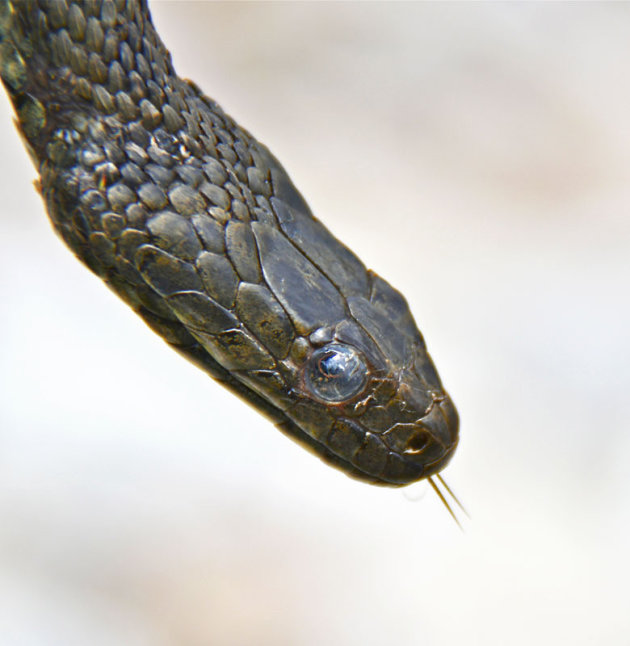 Een slang bij het Prespa meer
