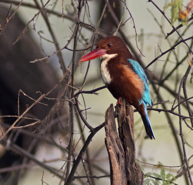 Kingfisher  Keoladeo  National Park 