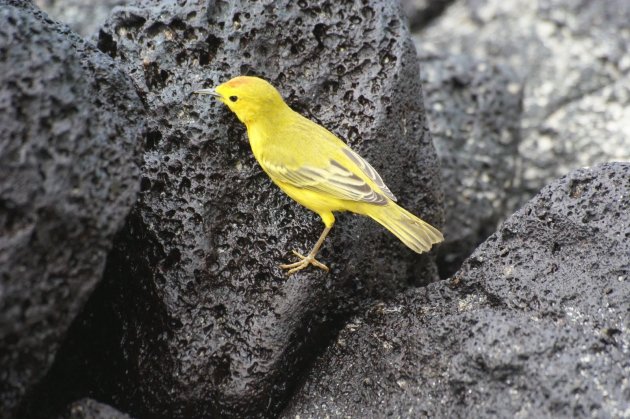 Yellow Warbler of Gele Zanger