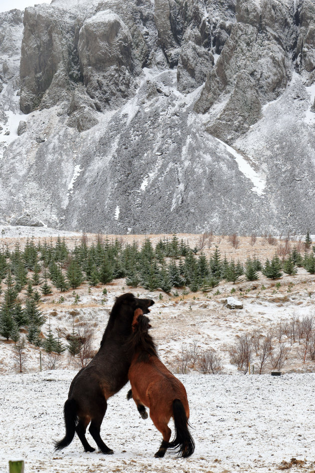 Paarden in IJsland