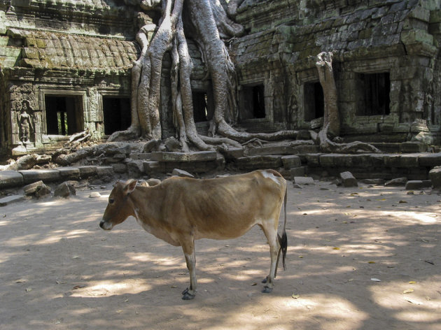  Ta Phrom tempel en koe