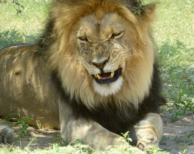 Leeuwen kalahari