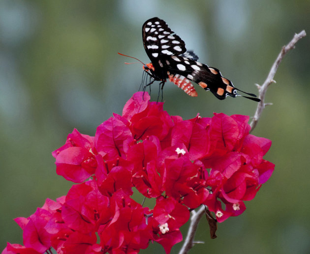 Vlinder op de bougainville