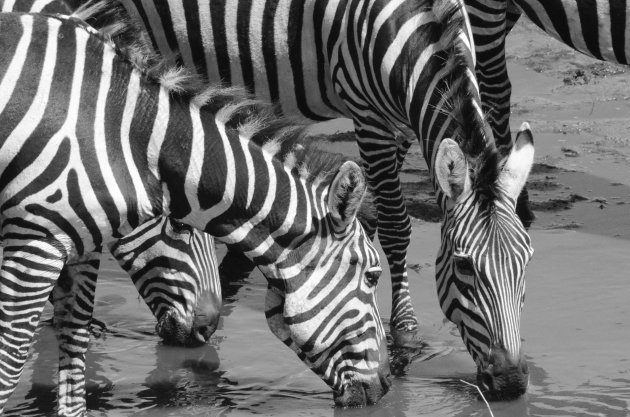 Dorstige zebra's