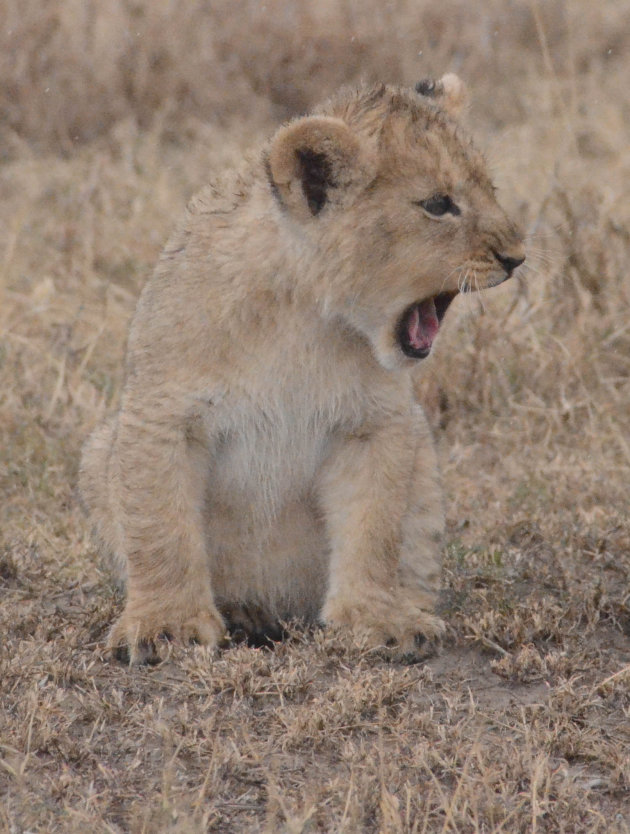 Wat is het leven toch vermoeiend in de Serengeti