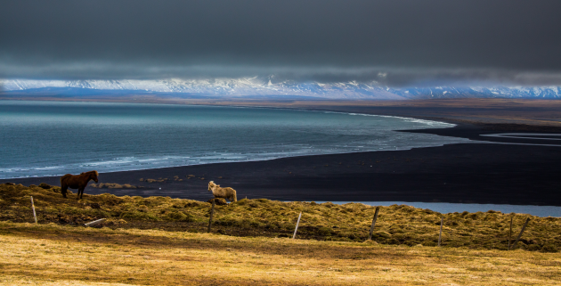 IJslandse paarden die van het uitzicht genieten