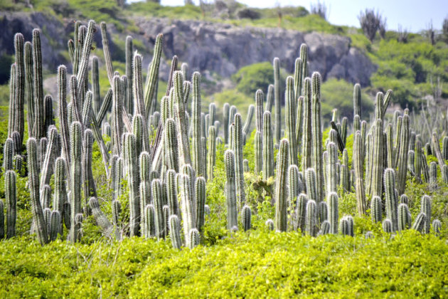Een cactusveld  aan de oostkant van Bonaire