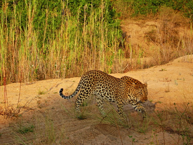 Wallingford Male Leopard