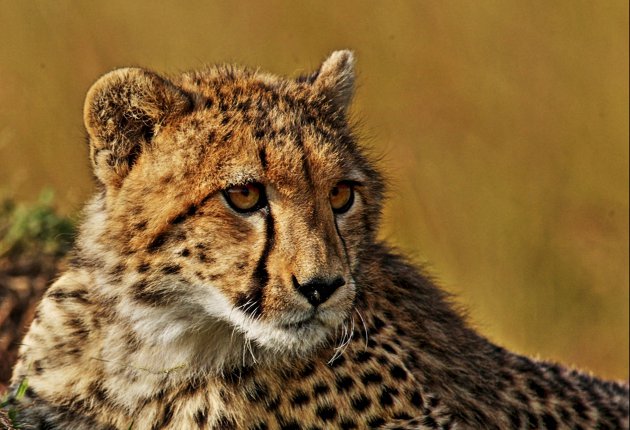 jonge cheetah
