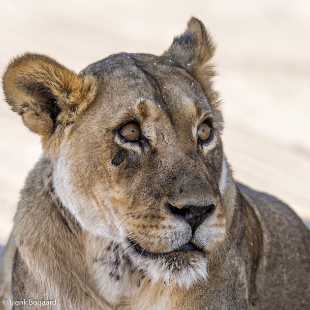 leeuwin in Kgalagadi