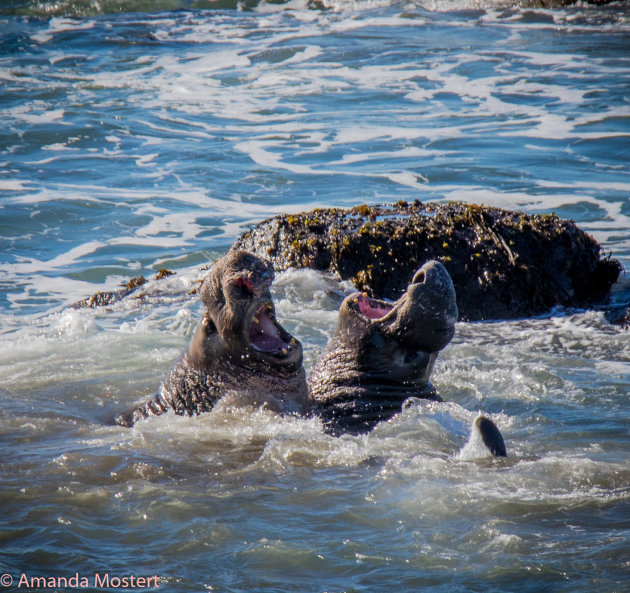 Fighting Elephant Seals at San Simeon 