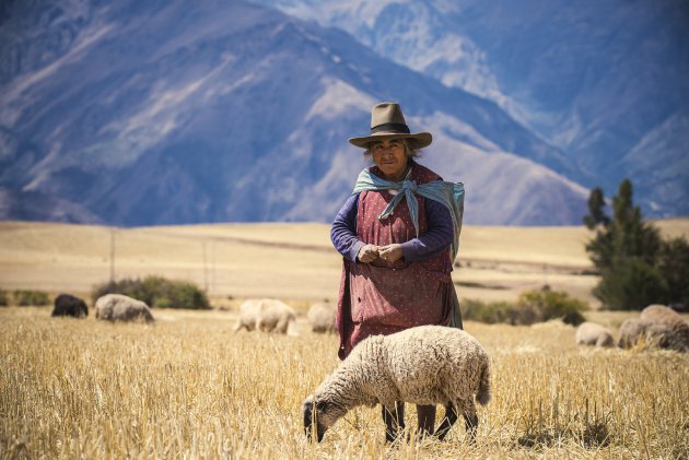 Peruvian Shepherd