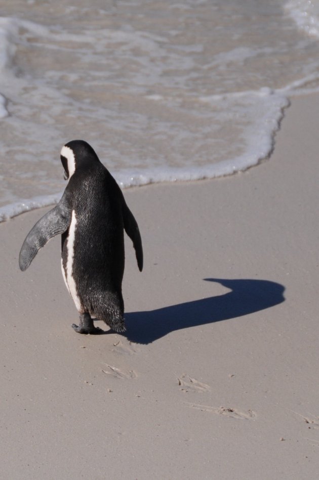 Eenzame pinguin