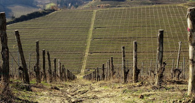 Winterwijngaarden in Piemonte