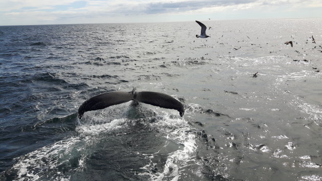 Walvissen spotten bij Cape-Cod!